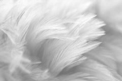 Фотообои Белые перышки Артикул shut_1409