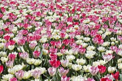 Фотообои Клумба тюльпанов Артикул 5401