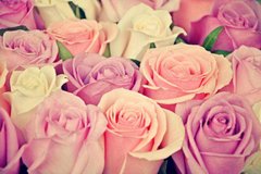 Фотообои Разноцветные розы Артикул 19845