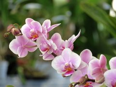 Фотообои Ветка розовых орхидей Артикул nfi_01342