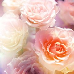 Фотообои Нежные розы Артикул 4652