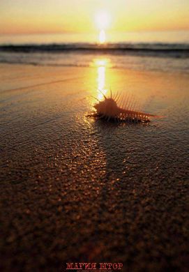 Фотообои Ракушка на песке Артикул 0521