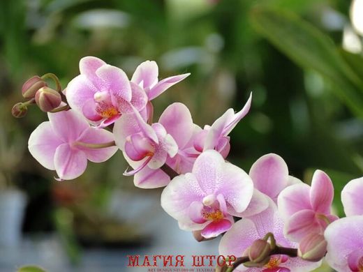 Фотообои Ветка розовых орхидей Артикул nfi_01342