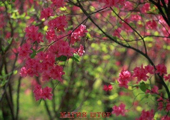Фотообои Цветущие ветви Артикул 1102