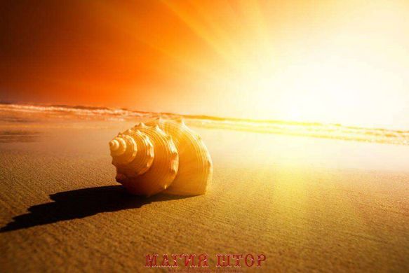 Фотообои Ракушка на песке Артикул 0550