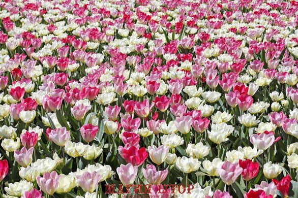 Фотообои Клумба тюльпанов Артикул 5401