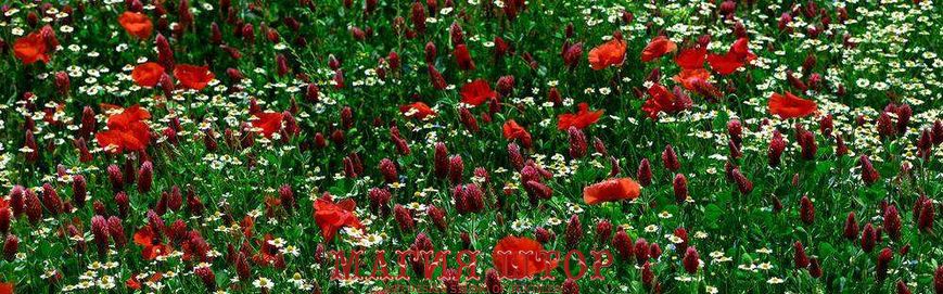 Фотообои Полевые цветы Артикул 1151