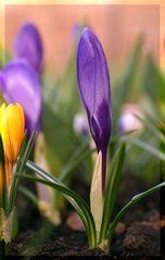 Фотообои Крокусы Артикул 1043
