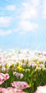Фотообои Белые тюльпаны Артикул 1381