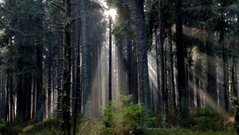 Фотообои Высокий лес Артикул nus_10794