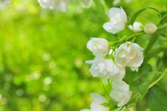 Фотообои Белые цветы Артикул 5522