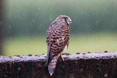 Фотообои Птица под дождем Артикул nfi_02172