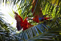 Фотообои Попугаи и пальмы Артикул nfi_02882
