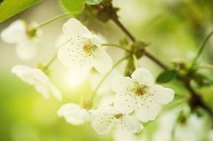 Фотообои Цветы вишни Артикул 20585