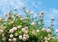 Фотообои Розовые розы на фоне неба Артикул 2476