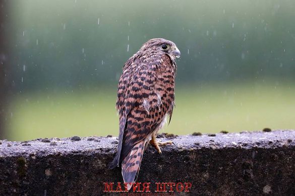 Фотообои Птица под дождем Артикул nfi_02172