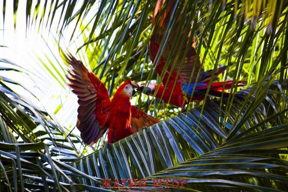Фотообои Попугаи и пальмы Артикул nfi_02882