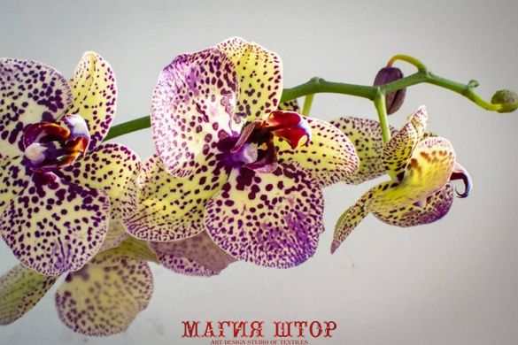 Фотообои Пятнистая орхидея Артикул nfi_01344