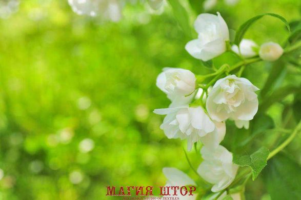 Фотообои Белые цветы Артикул 5522