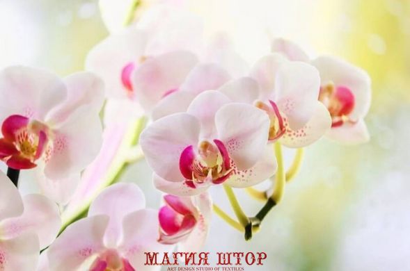 Фотообои Белая с розовым орхидея Артикул nfi_01274