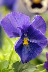 Фотообои Сиреневый цветок Артикул 1053