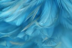Фотообои Перья насыщенного голубого цвета Артикул shut_1414