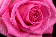 Фотообои Розовый цветок Артикул 15899