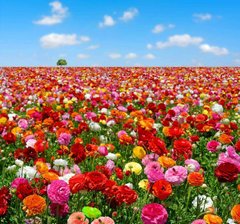 Фотообои Поле разноцветных цветов Артикул 1746
