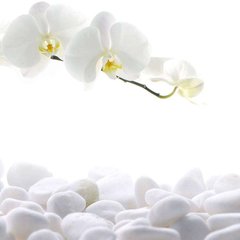Фотообои Ветка белой орхидеи Артикул 8318