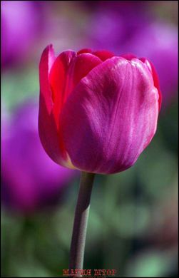 Фотообои Сиреневый тюльпан Артикул 1063