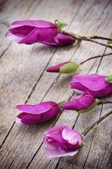 Фотообои Сиреневые цветы Артикул 5735