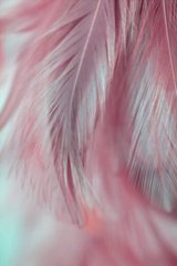 Фотообои Белое перо на розовом Артикул shut_1432