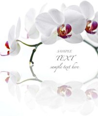 Фотообои Ветка с белыми орхидеями Артикул 4045