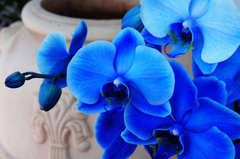 Фотообои Голубые орхидеи Артикул 20530