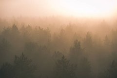Фотообои Деревья в тумане Артикул shut_3950