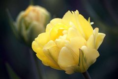 Фотообои Желтый тюльпан Артикул 1051