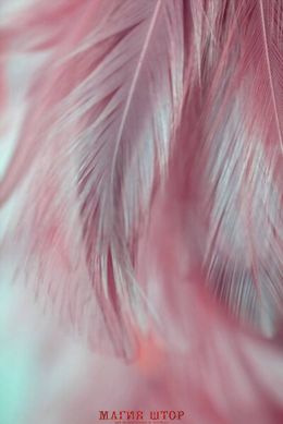 Фотообои Белое перо на розовом Артикул shut_1432