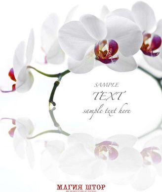 Фотообои Ветка с белыми орхидеями Артикул 4045