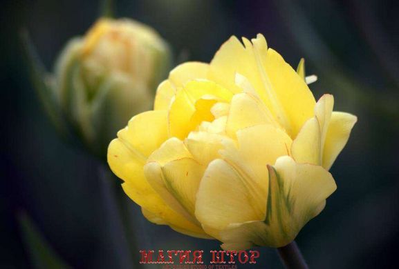 Фотообои Желтый тюльпан Артикул 1051