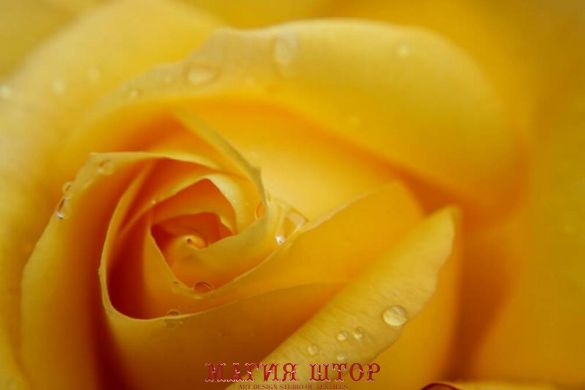 Фотообои Капли на желтой розе Артикул nfi_01787