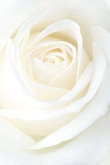 Фотообои Фото белой розы Артикул 7753