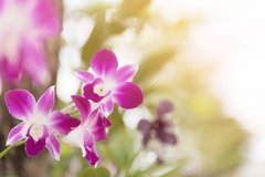 Фотообои Сиреневые с белым орхидеи Артикул nfi_01316