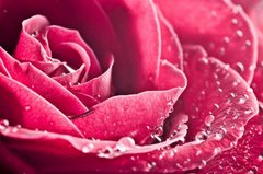 Фотообои Капли росы на розе Артикул 1140