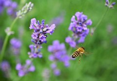Фотообои Пчела над цветком Артикул nfi_01000