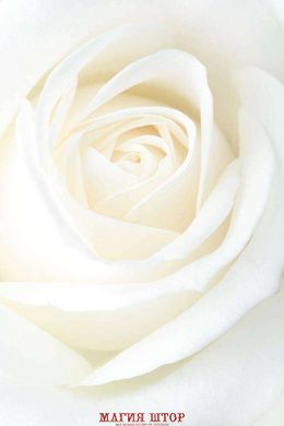 Фотообои Фото белой розы Артикул 7753