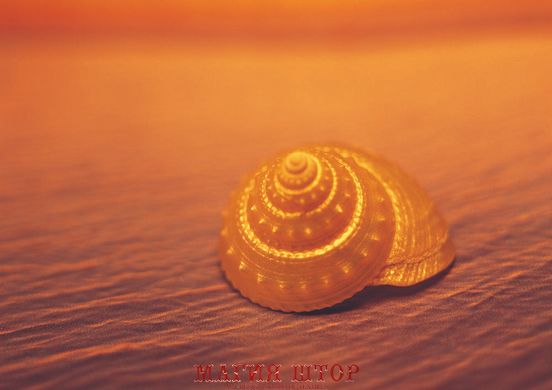 Фотообои Оранжевая ракушка на песке Артикул 0520