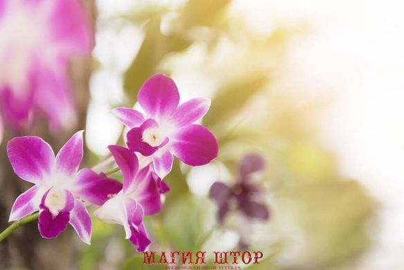 Фотообои Сиреневые с белым орхидеи Артикул nfi_01316