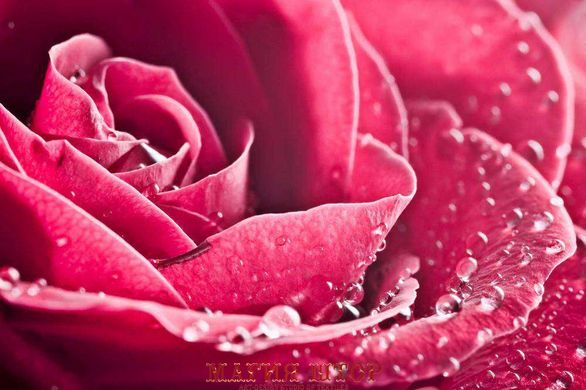 Фотообои Капли росы на розе Артикул 1140