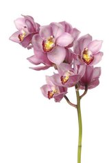 Фотообои Красивая ветка орхидеи Артикул 13328