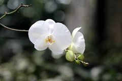 Фотообои Орхидея белая Артикул nfi_01326